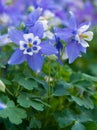 Rocky Mountain columbine Aquilegia caerulea long spurred blue and white flower Royalty Free Stock Photo